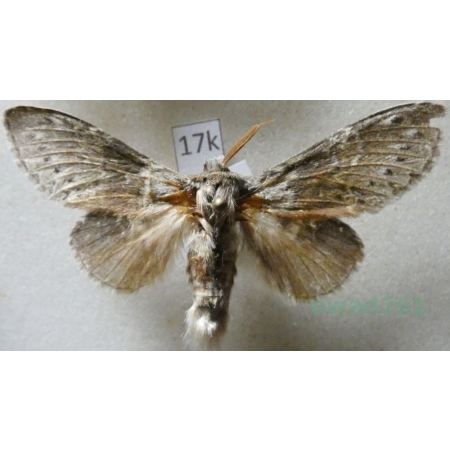 Stauropus fagi (Linnaeus, 1758) male Potwora buczynówka Czech17k